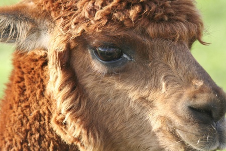 A close up of the head of a young chestnut coloured alpacaの写真素材