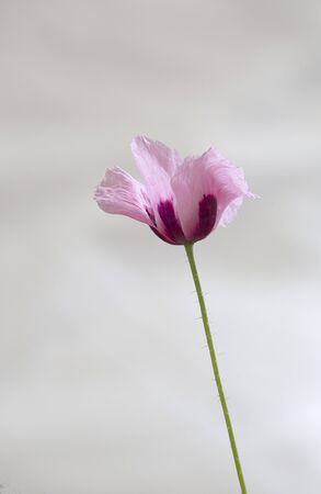 Close up of a pink poppy isolated against a light backgroundの写真素材