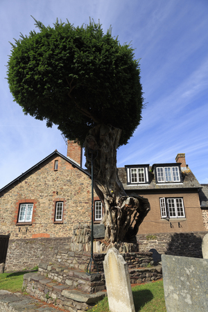 Old tree alongside the pathway in the churchyard in Porlock supported to stop it falling overの写真素材
