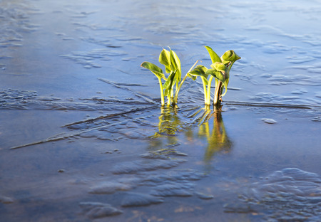 Plants frozen in an iced over pond in winterの写真素材