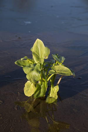 Plants in iced over pondの写真素材