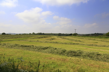 A field of cut grass drying in preparation for baling for hay in the county of Somerset in the UKの写真素材