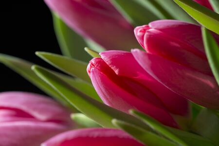 A close up of a bunch of pink tulips against a black backgroundの写真素材