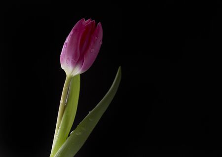 A single pink tulip covered in water droplets against a black backgroundの写真素材