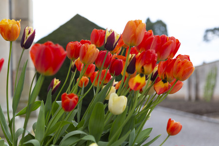 Beautiful tulips of various colours growing in the spring in a potの写真素材