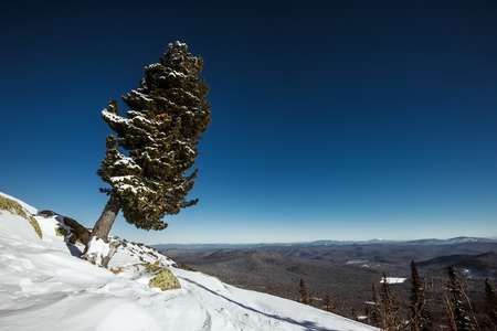 Lonely fir tree on the top of mountain with panoramic viewの写真素材