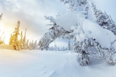 Dense snowy forest in mountains on the blue sky backgroundの写真素材