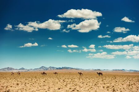 Beautiful mongolian gobi desert or steppe landscape with camels and cloudy skyの写真素材