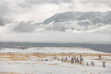 Winter landscape of Kurai steppe and snowcapped Altai mountainsの写真素材