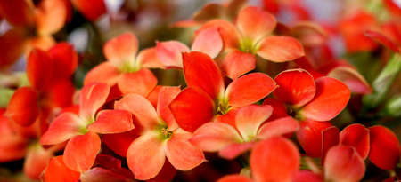 Scarlet flowersの写真素材
