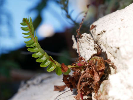 Little green plantの写真素材