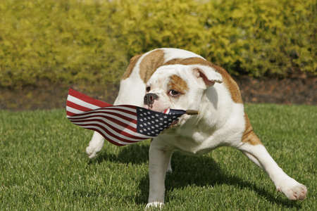 An English Bulldog puppy waves the American flagの写真素材