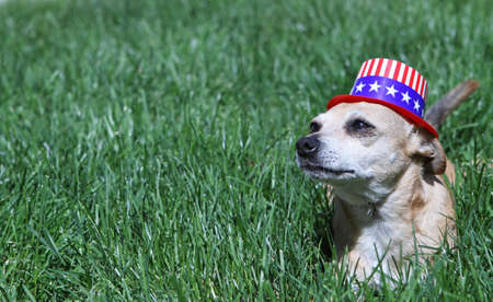 dog,canine,chihuahua,small,pet,companion,hat,patriot,patriotic,fourth,4th,july,の写真素材