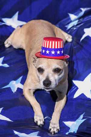 Mexican Chihuahua with Patriotic Hat on Blue and White Star Backgroundの写真素材