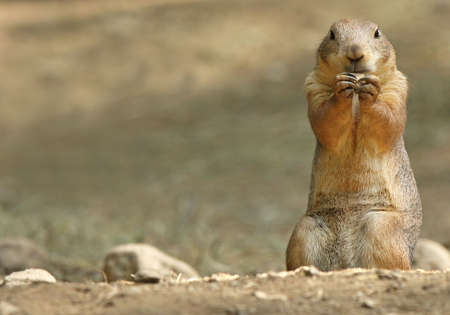 Prairie Dog eating a snack held between his paws. Plenty of copy space to left of Prairie Dog.の写真素材