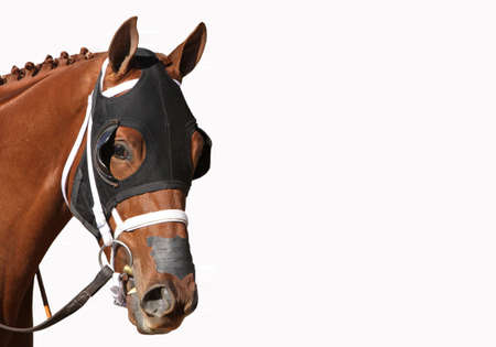 Close up face of Thoroughbred Racehorse in black hood isolated on white with copy space.の写真素材