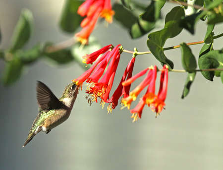 Ruby-Throated Hummingbird feeding at Red Honeysuckleの写真素材