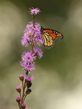 Single Monarch Butterfly enjoying the nectar of the beautiful Meadow Blazingstar flower の写真素材