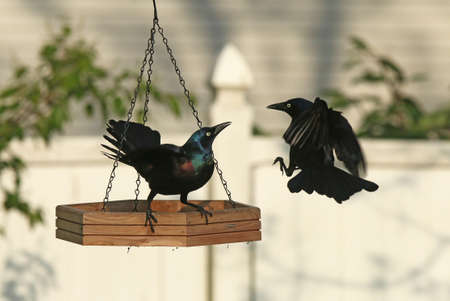 A Common Grackle warns off a challenger at a backyard feeder.の写真素材
