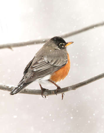 A Robin perches on a branch during an early Spring snowstorm.の写真素材