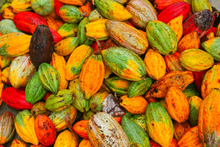 assorted colors pf cocoas after harvestedの写真素材