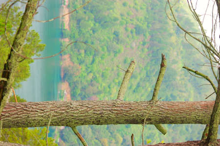 pine trees against the lake