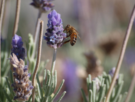 Honey Bee Feeding on Lavender Allwood in Australia