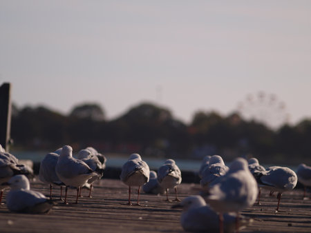 flock of seagulls on the pier at the beach. selected focus. defocusedの写真素材