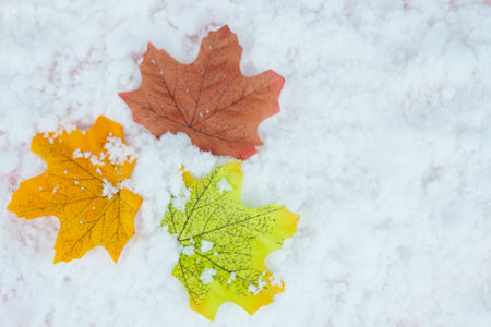 Up of fallen maple leaves on the snow. Copy spaceの写真素材