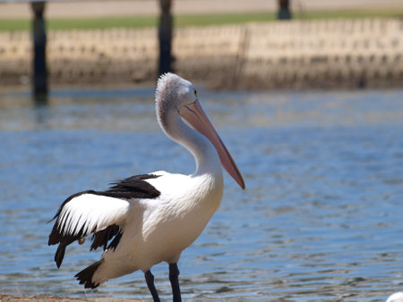 A close up shot of a Pelican in Australia. Bokeh. Selected focusの写真素材