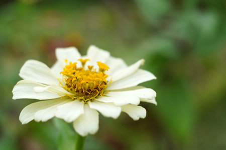 Close up shot on the white zinnia flower in the gardenの写真素材