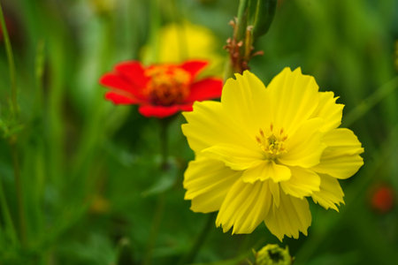 Close up shot on the yellow sulfur cosmos flower in the gardenの写真素材