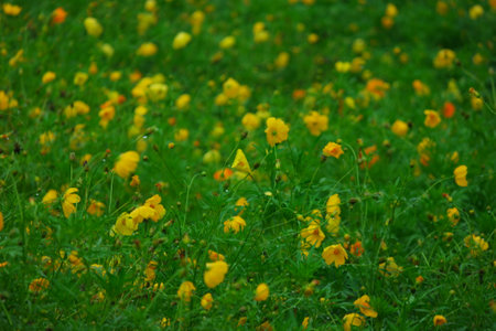 Fields of cosmo flowers in the gardenの写真素材