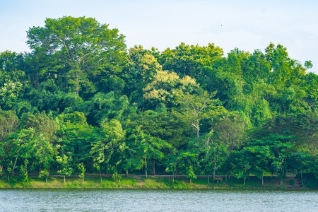 Scenic view of Forests by the dam of Tanjungan, Mojokerto. Indonesia.の写真素材