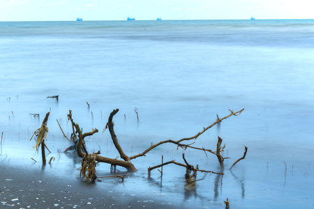 Drift wood branch on the beach of Semarang, Indonesia.の写真素材