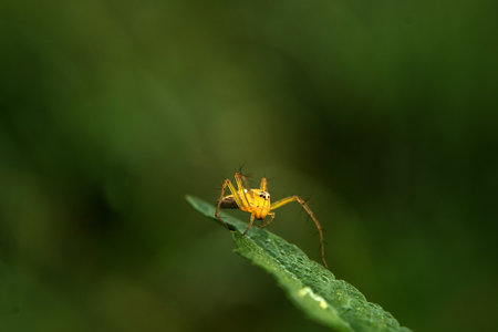 Close up of Oxyopes salticus or known as the striped lynx spider on a green leaf. Macro Photography.