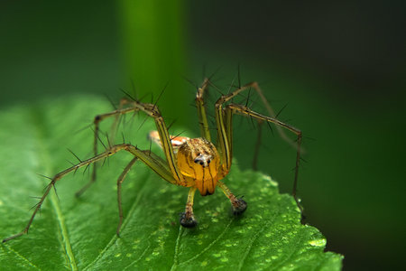 Close up of Oxyopes salticus or known as the striped lynx spider on a green leaf. Macro Photography.