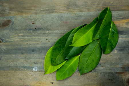 Bay leaves on the wooden tables shot in the studio. Copy space.の写真素材