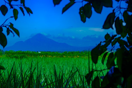 Landscape of mountains and grass in tree framing. Selective focus.