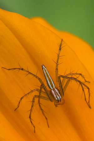 Oxyopes salticus is a species of lynx spider, commonly known as the striped lynx spider. Its habitat tends to be grasses and leafy vegetationの写真素材