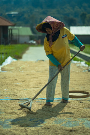 16 July 2023, Trawas, Mojokerto, East Java, Indonesia. A lady working on sieving paddy grains in traditional way under direct sunlight.のeditorial素材