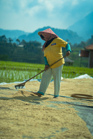 16 July 2023, Trawas, Mojokerto, East Java, Indonesia. A lady working on sieving paddy grains in traditional way under direct sunlight.のeditorial素材