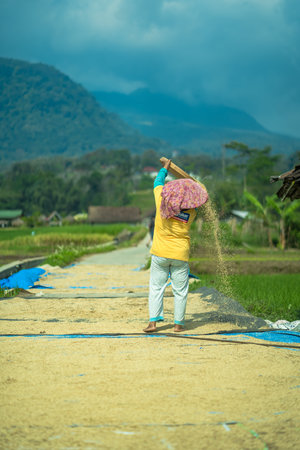 16 July 2023, Trawas, Mojokerto, East Java, Indonesia. A lady working on sieving paddy grains in...