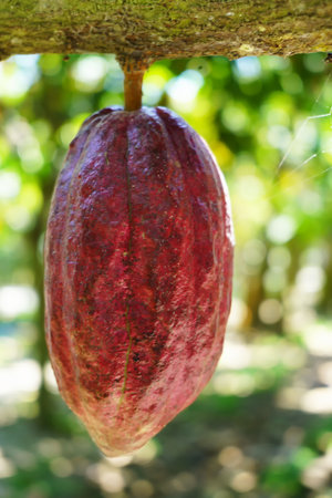 Young brown cocoa hang from the branches of a tree in Blitar, East Java, Indonesia.