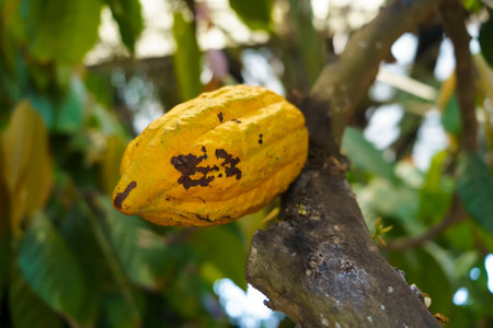 Ripe yellow cocoa hang from the branches, a harbinger of chocolate to come. In Blitar, East Java, Indonesia.