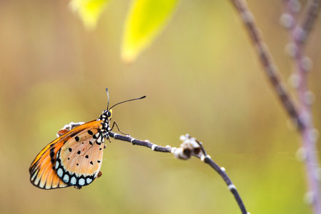close up of a colorful butterfly with orange and white wings and black spots perched on a thin...