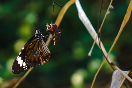 a butterfly with vibrantly colored wings perched on a thin branch. The butterfly appears to be consuming a small insect with its proboscis.の写真素材