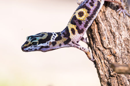 a type of anole lizard, not a leopard gecko. Anoles are arboreal lizards, meaning they spend most of their time in trees and shrubs.の写真素材