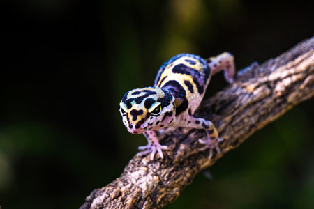 a type of anole lizard, not a leopard gecko. Anoles are arboreal lizards, meaning they spend most of...