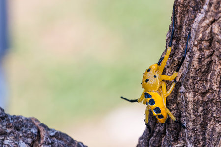 an eight spotted crab spider or Platythomisus octomaculatus. Eight-spotted crab spiders are yellow...